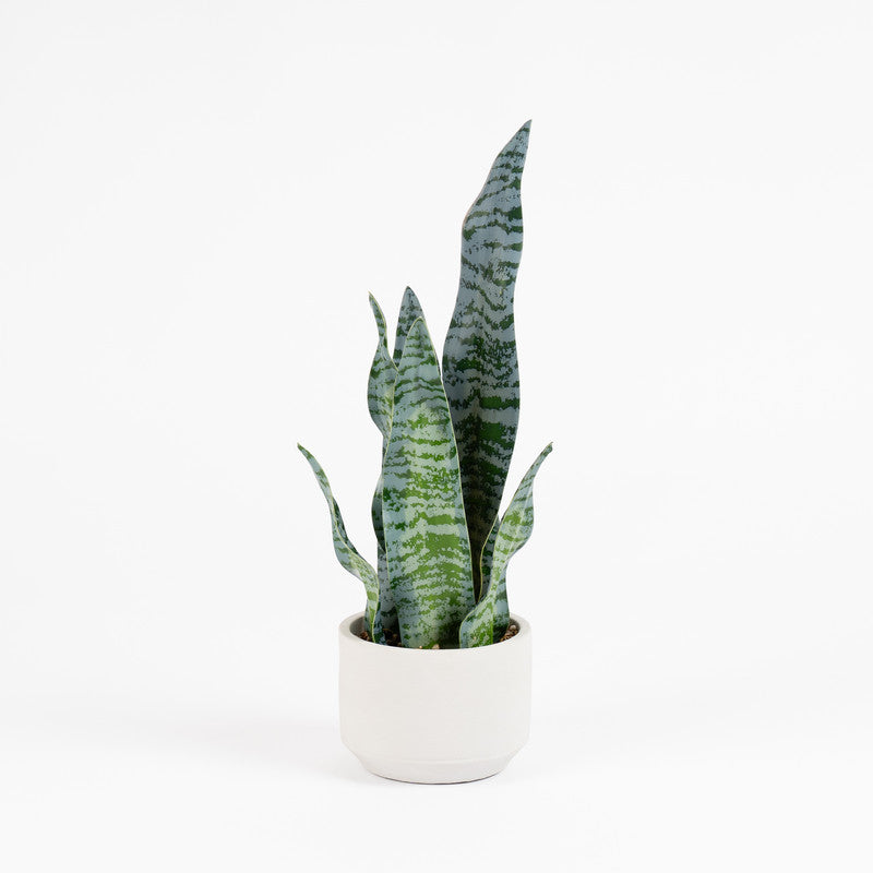 48cm Artificial Sansevieria in Cement pot